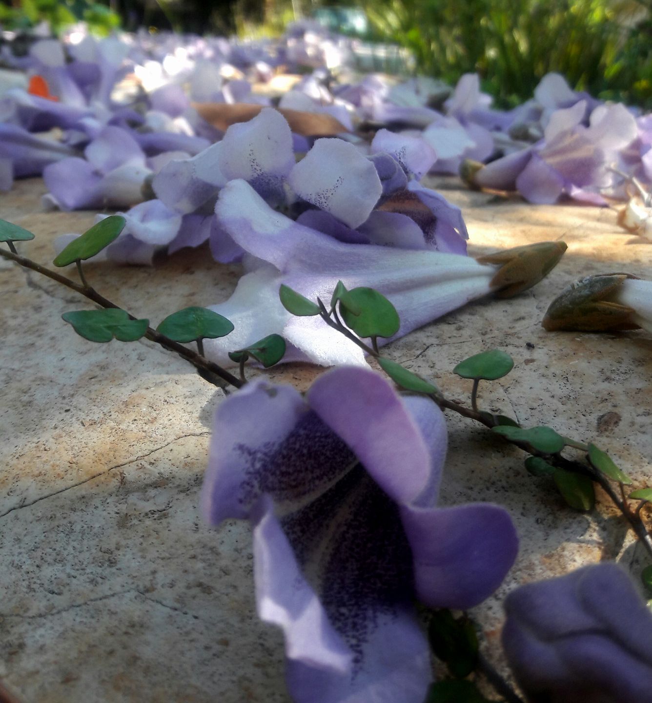 צילום: אוולין סיוסה