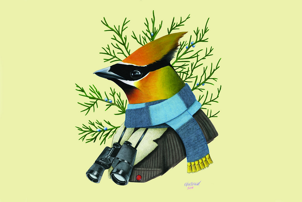 Cedar waxwing dressed up as a human by Ryan Berkley