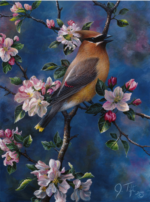 cedar waxwing with blue background perched on a branch with pink flowers