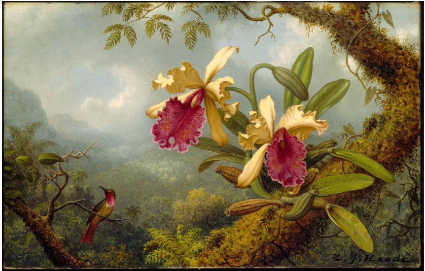 calypte anna or anna's hummingbird pictured with orchids painted by Martin Johnson Heade