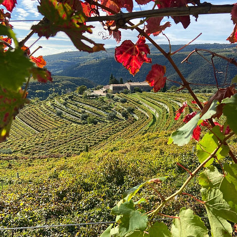 Foglie d'autunno Tenuta Santa Maria Valverde