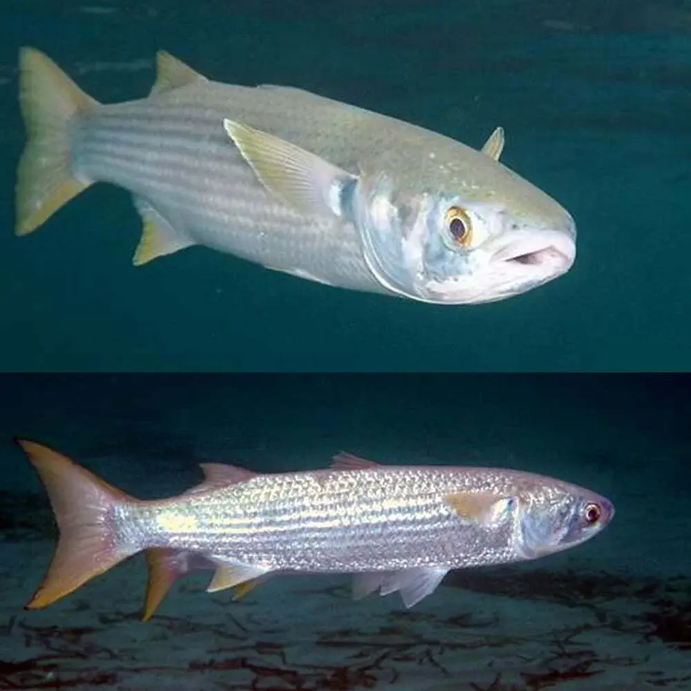 Australian Native – Freshwater Mullet (Silver Bullets) 4cm