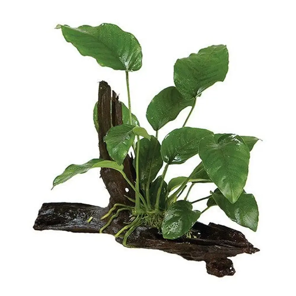 Live Plant – Pisces Driftwood To Go Anubias Creation – Medium