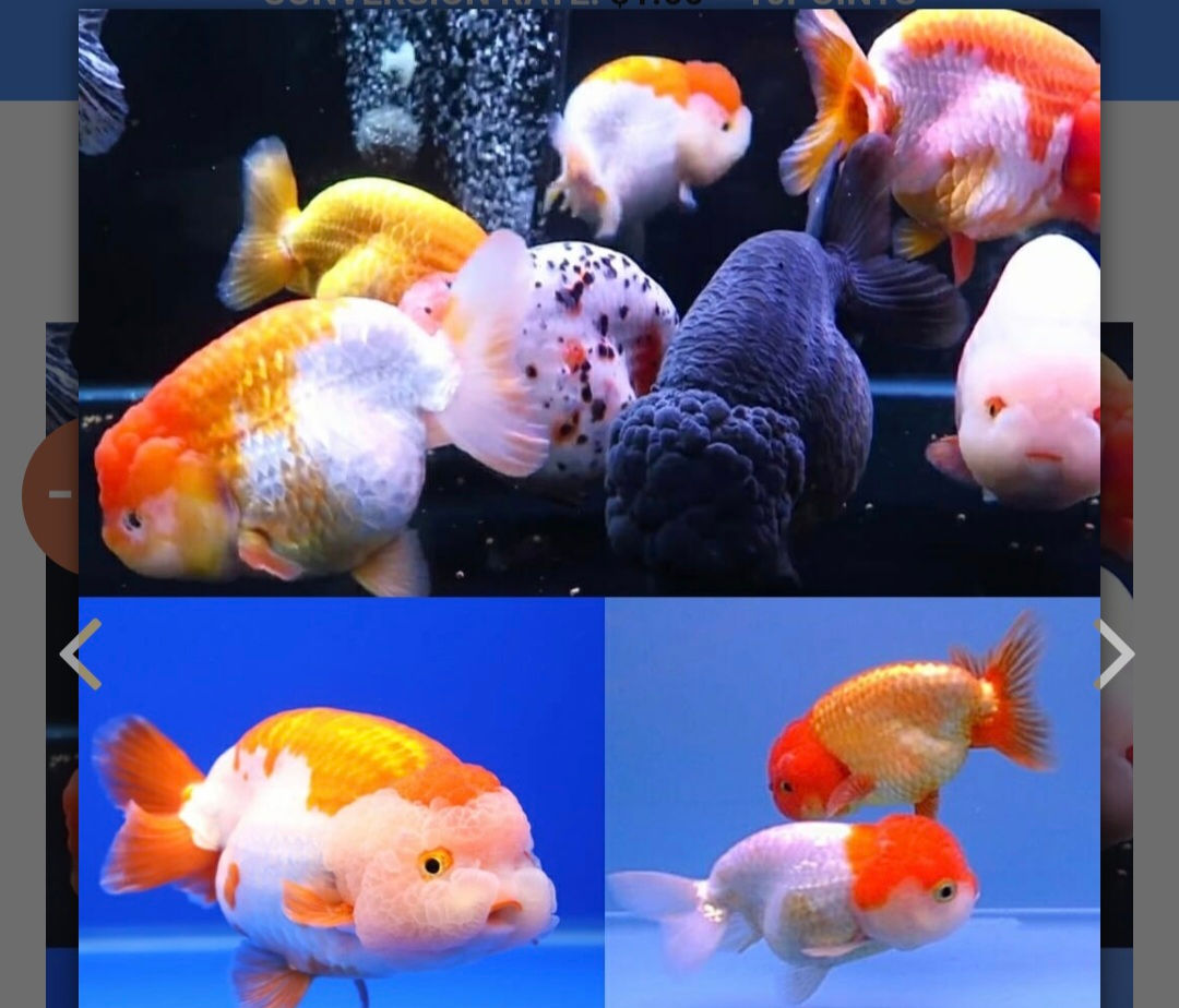 Assorted Ranchu Goldfish (Carassius auratu40.
