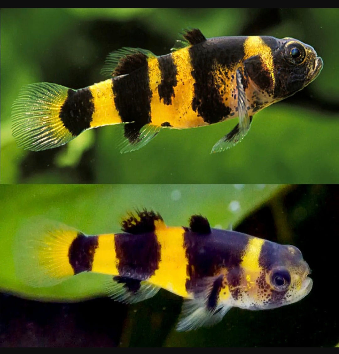 Bumblebee Goby “Gobies” – 2cm