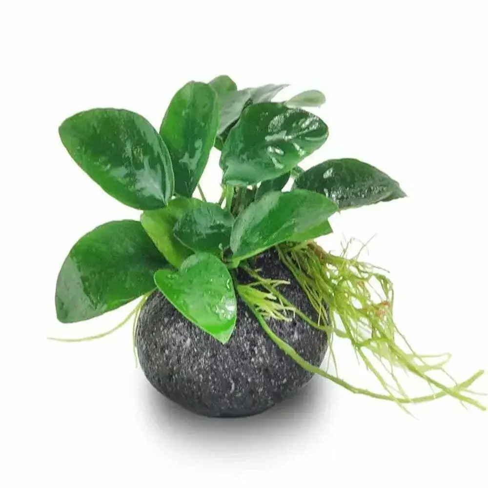 Live Plant – Round Stone Anubias Creation – Small