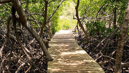 la caravelle #martinique #randonnée #hike.jfif