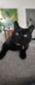 cat-adoption-utah