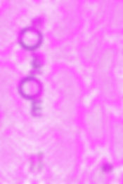 Moteros