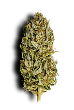 Fleur-CBD-détourée-Maison-Barnabelle.png