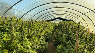 Culture de CBD biologique sous serre "Light Dep"