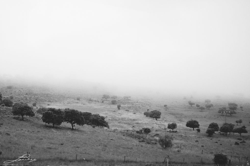 NIEBLA