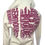 Thumbnail: Y2K Famous Stars and Straps purple and white hoodie (small)