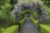 wisteriaAdobeStock_201110476 (2).jpeg