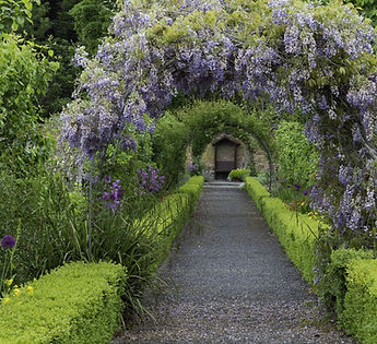 wisteriaAdobeStock_201110476 (2).jpeg