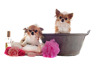 Zowel kleine als grote honden welkom