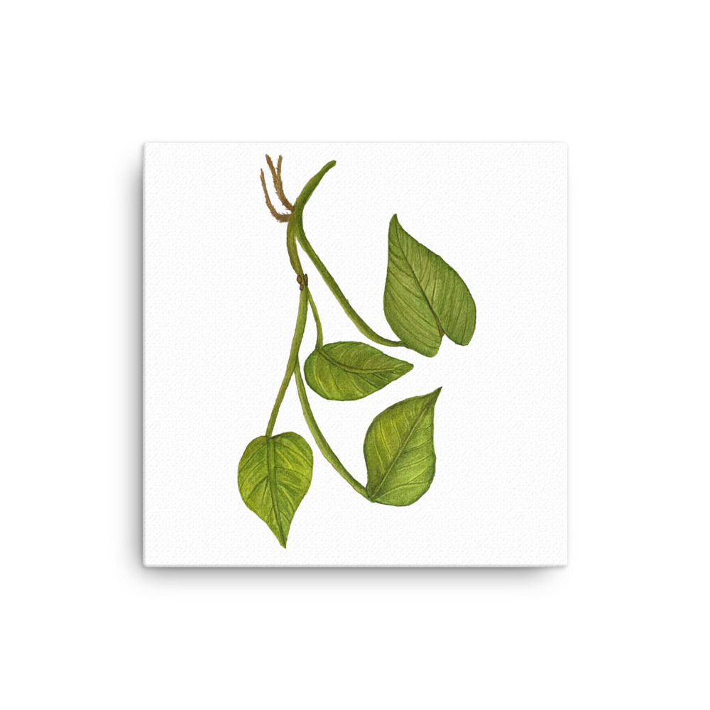Pothos Canvas