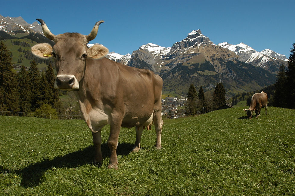 Swiss Cows