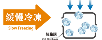 傳統冷凍技術的原理