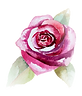 Rose 2_edited.png