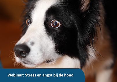 Ontwerpen website 2026.png