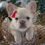 Thumbnail: French Bulldog Puppy For Sale
