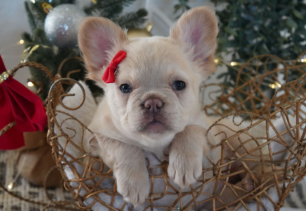 French Bulldog Puppy For Sale