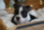 Boston Terrier Puppy For Sale