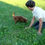Thumbnail: f1bb goldendoodle puppy for sale