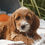 Thumbnail: f1bb goldendoodle puppy for sale