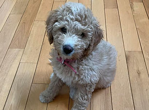 Golden Doodle Puppy