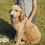 Thumbnail: f1bb goldendoodle puppy for sale