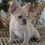 Thumbnail: French Bulldog Puppy For Sale