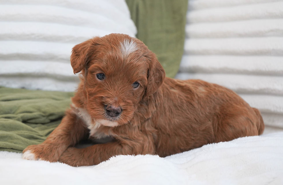 Mini Goldendoodle puppy for sale in indiana