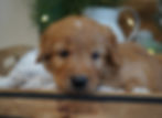 Goldendoodle Puppy For Sale