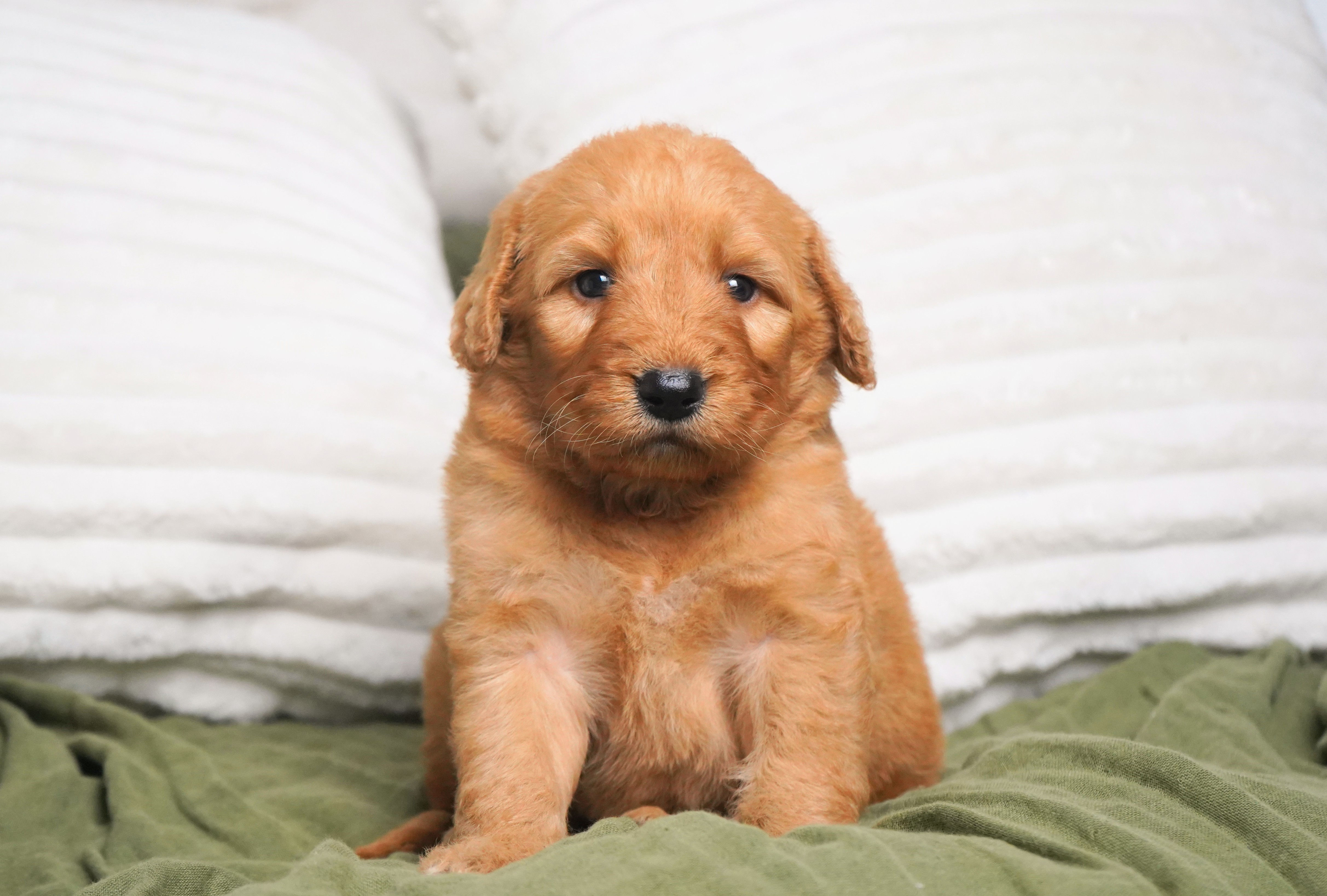 f1b mini golden doodle puppy for sale indiana