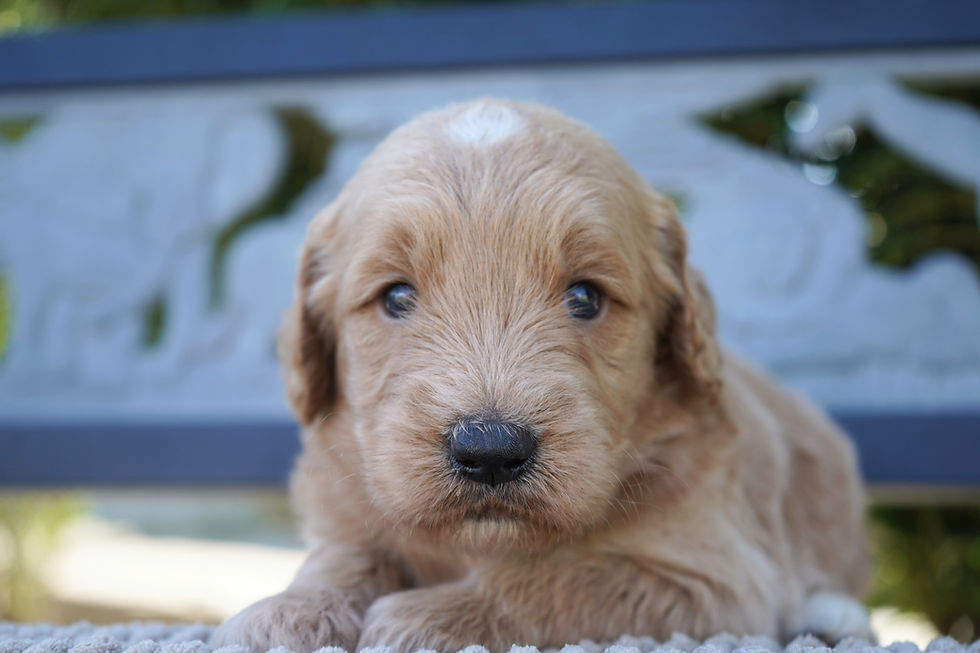 f1 goldendoodle puppy for sale