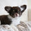 Thumbnail: Chihuahua Puppy For Sale