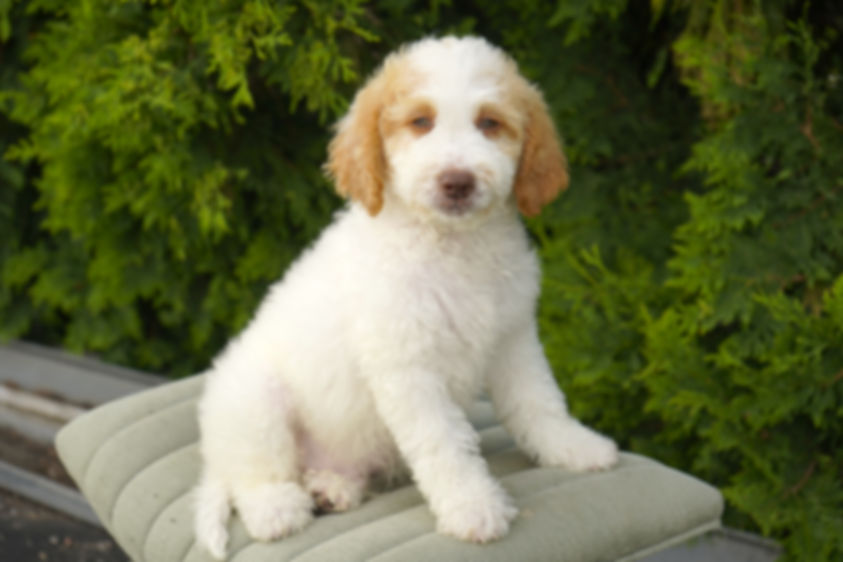 Apricot and white parti colored Mini Goldendoodle puppy sitting in green background for sale