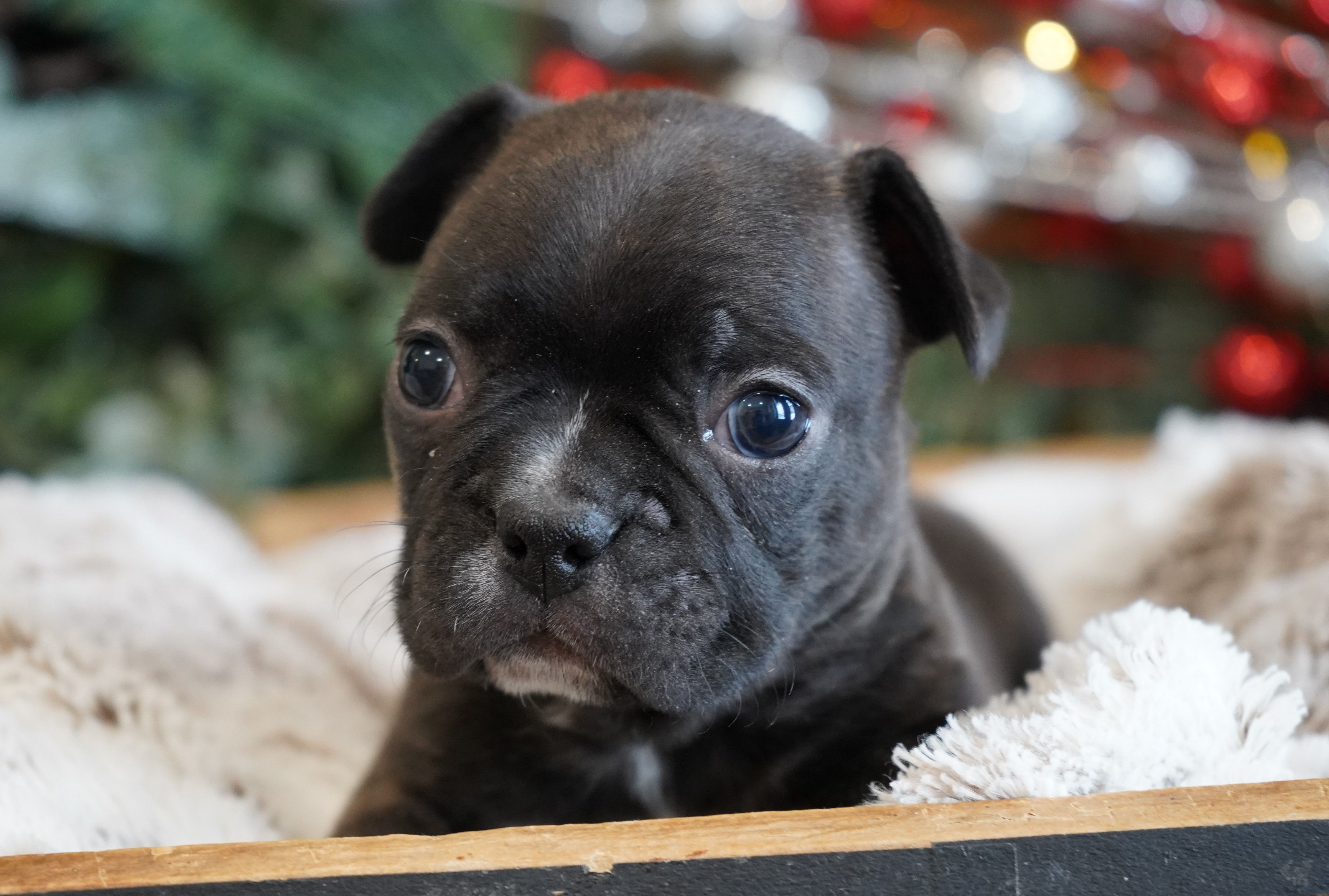 Frenchton Puppy For Sale