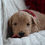 Thumbnail: F1 Standard Goldendoodle Puppy