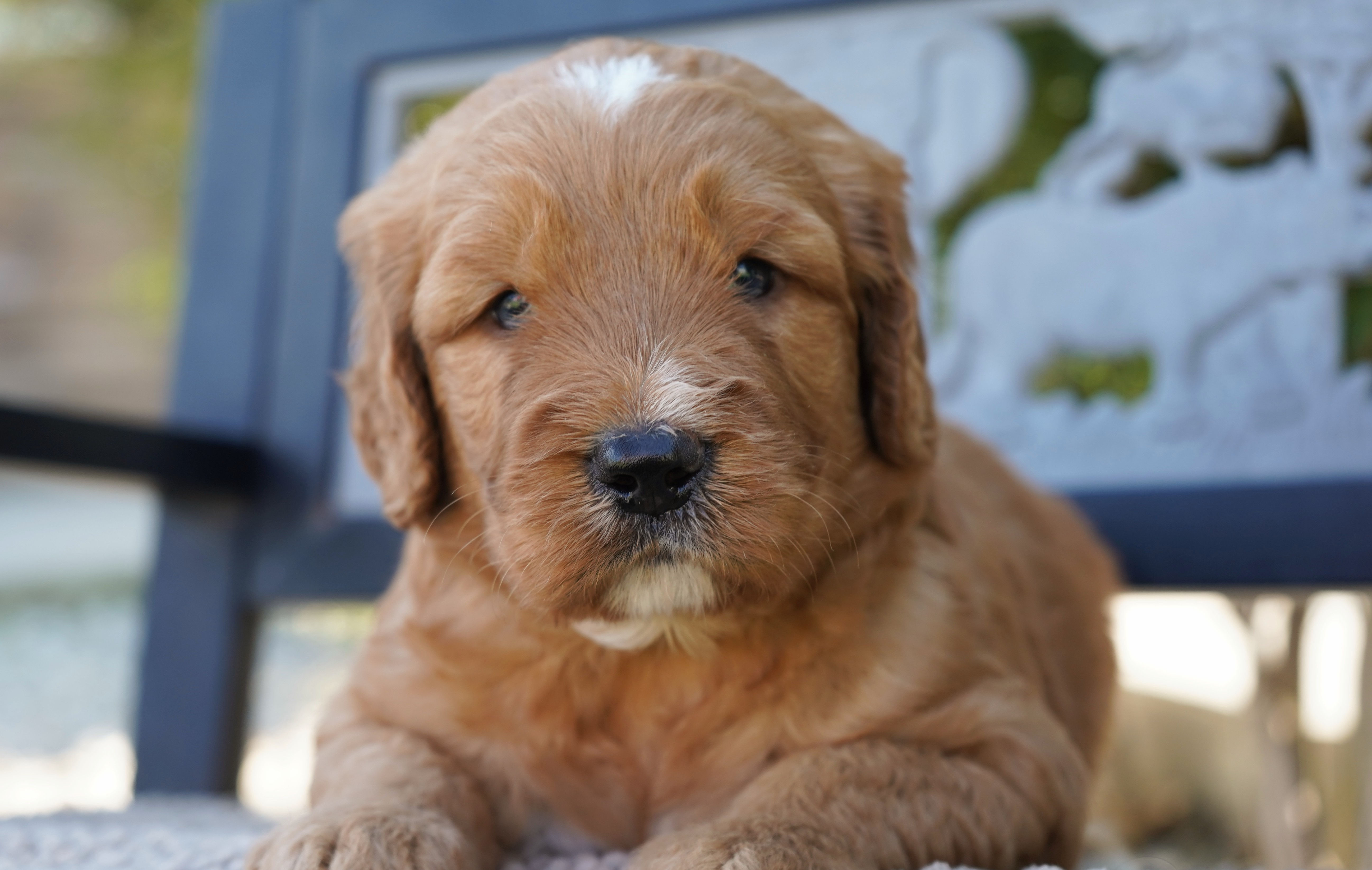 f1b goldendoodle puppy for sale