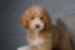 F1B Standard Goldendoodle for sale