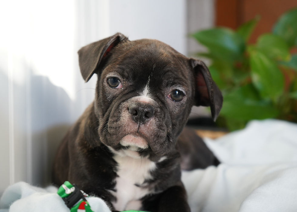 Frenchton Puppy For Sale