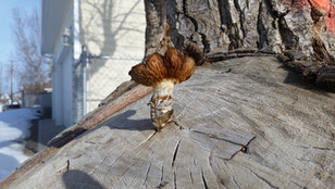 Lodgepole Tree Care and Horticultural Services