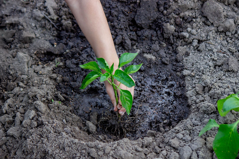 Our Services Lodgepole Tree Care
