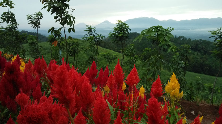 Keindahan Taman Bunga Sri Gunung