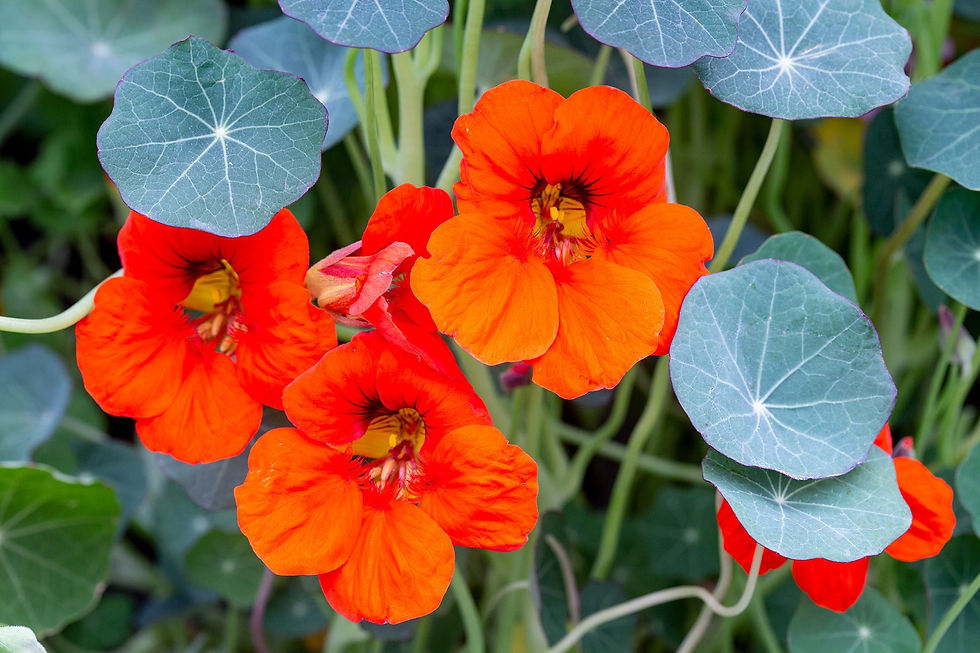 2048x1365-Nasturtium-SEO-Chelsea_Flower_Show_2019_PDB_20_5_19_0482-cce053d.jpg