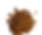 Voacanga Seeds rich in voacangine and voccamine