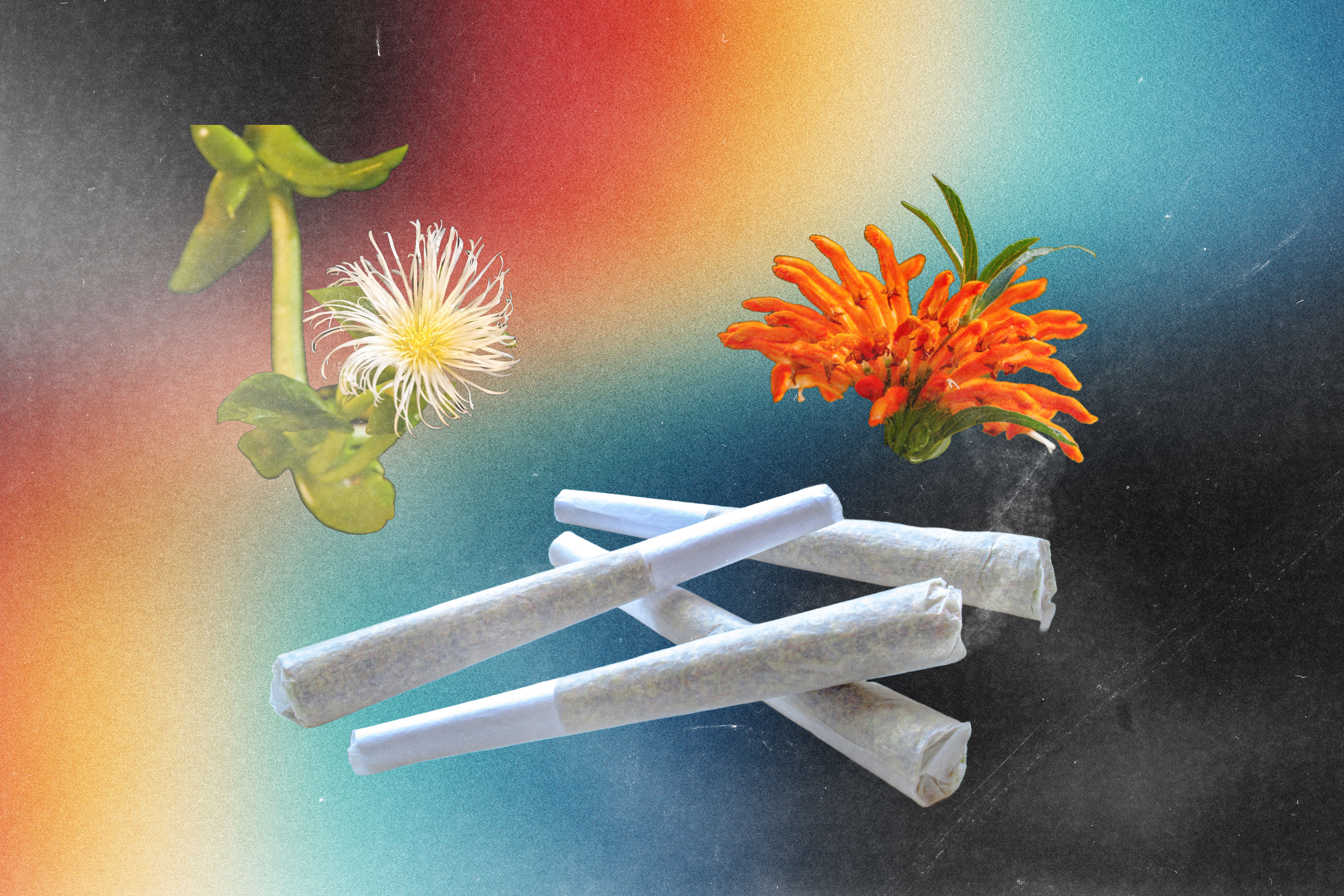 Kanna and Dagga Pre-Roll Herbal Smoke